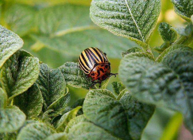 Описание и инструкция по применению препарата от колорадского жука «жукоед»