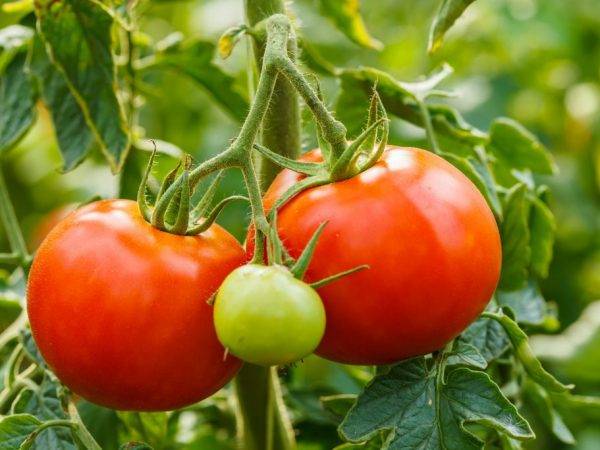 Томат белый налив: характеристики, секреты и особенности выращивания помидоров (125 фото и видео)