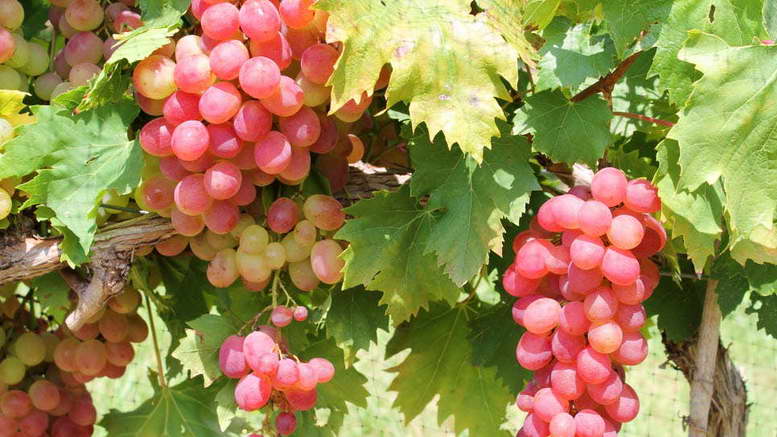 Как подкармливать виноград – схема внесения удобрений и подкормок