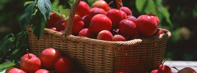 О сливе красный шар: описание сорта, агротехника выращивания, особенности ухода