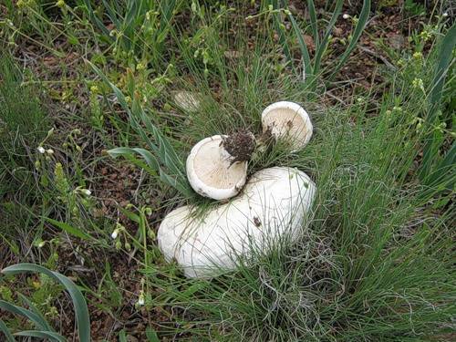 Грибы еринги – сытный подарок степной травы - грибы собираем