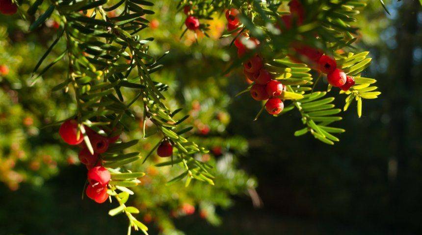 Дерево «Тис ягодный»: фото, описание, посадка, уход, выращивание