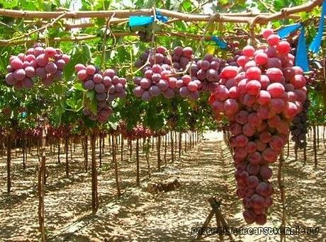 Виноград "кишмиш лучистый": описание сорта, фото, отзывы