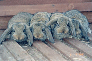 Кролики породы Французский Баран