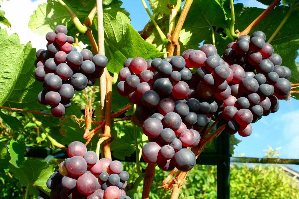 Виноград дюжина: фото, описание сорта