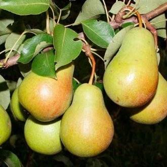 Груша "дюймовочка": описание сорта, фото, посадка и уход