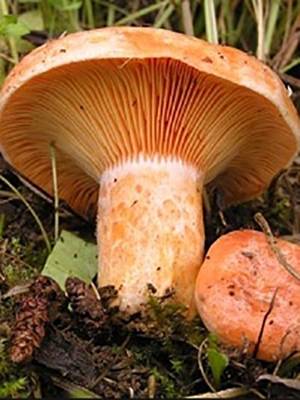 ✅ ложный гриб рыжик: фото и описание, съедобный или нет, как отличить от настоящего - tehnoyug.com