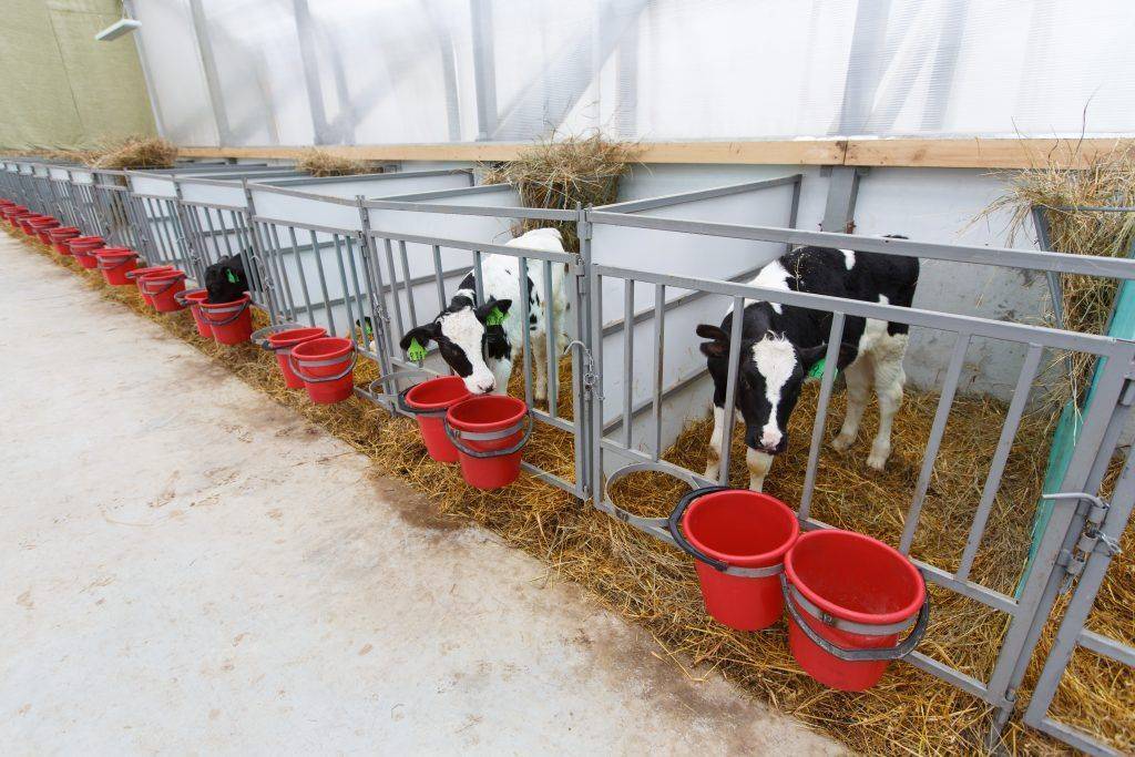 Коровник (55 фото): нормы строительства, как обустроить стойло для коров, размер сарая на 5 голов, схема проекта