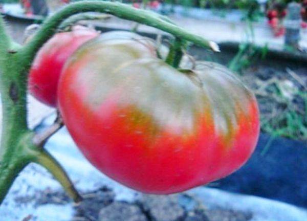 Характеристика томатов сорта бабушкин подарок - журнал садовода ryazanameli.ru