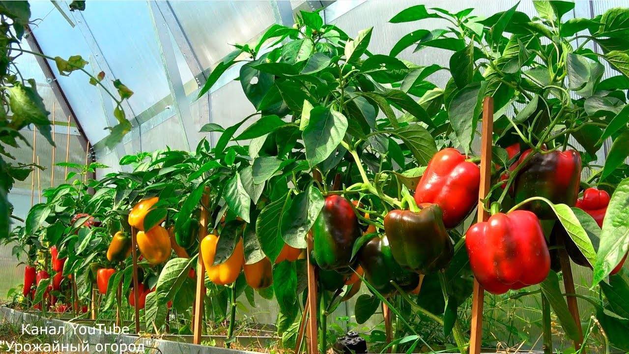 28 способов ускорить созревание томатов, перца, баклажанов и других овощей – дачные дела