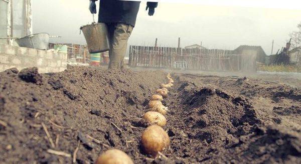 Посадка и выращивание картофеля в открытом грунте: уход