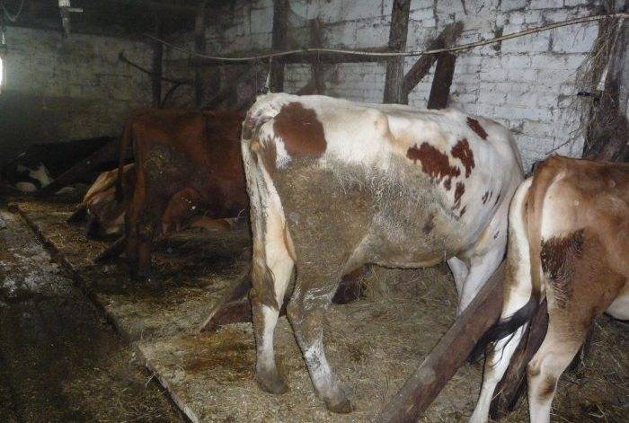 Эндометрит у коров: виды и симптомы, схема лечения и профилактика
