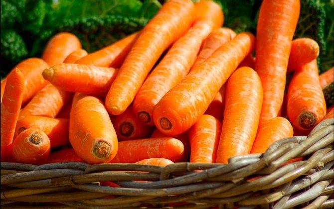 Когда сажать свеклу и морковь в 2021 году по лунному календарю? — klumba.org