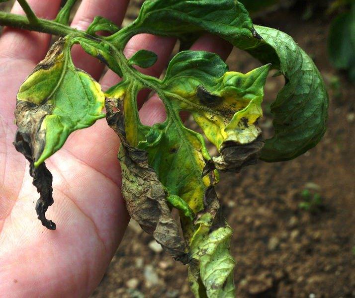Опадают семядольные листья у рассады помидоров: почему, что делать - про сорта