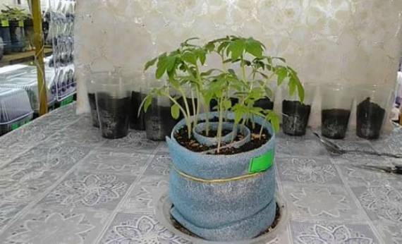 Как посадить томаты в улитку?