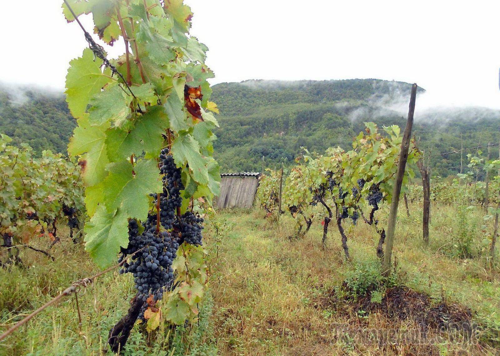 Как правильно посадить виноград в холодных регионах