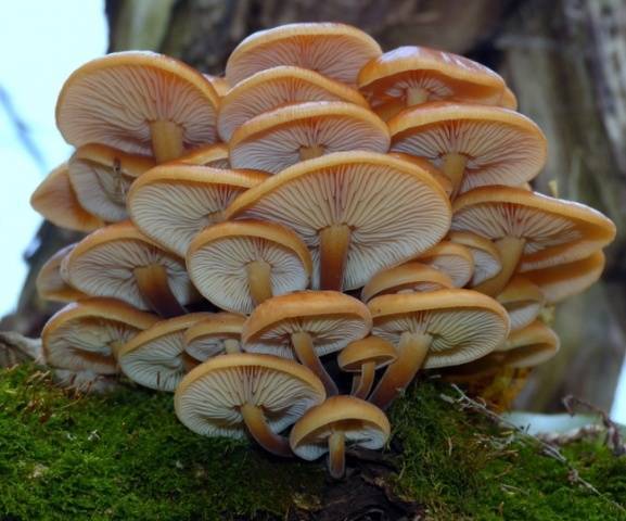 Зимний гриб опенок (фламмулина): фото, описание