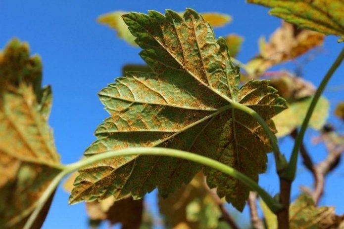 Советы, что делать, если на смородине красные выпуклые пятна на листьях