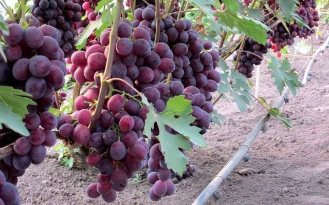 Виноград «заря несветая» характеристика сорта, особенности, достоинства и недостатки