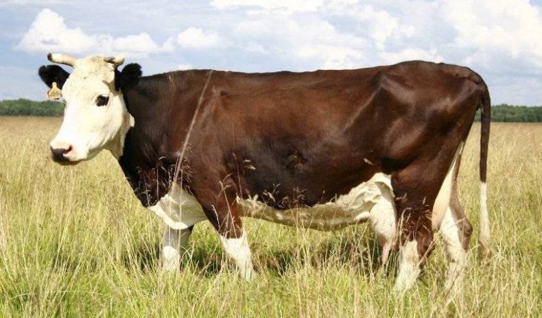 Костромская порода коров | животноводство