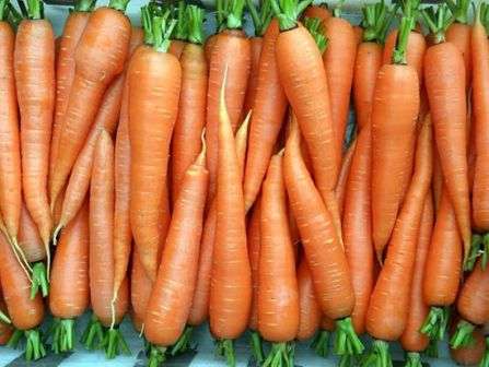 Морковь курода – вкусный и ароматный корнеплод