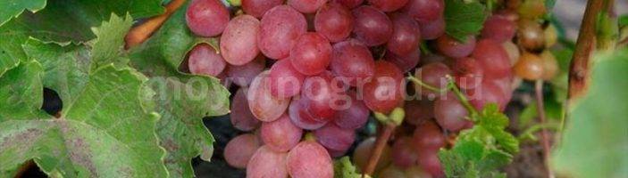 Виноград августин: описание сорта, выращивание