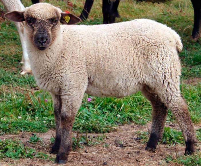 Какие овцы самые крупные в мире? 15 фото самый большой баран. сколько килограмм весят крупные овечки?