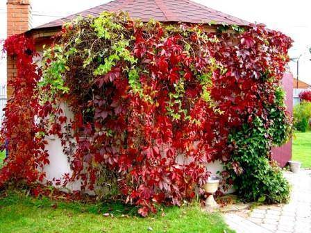 «ковровая стена» — вьющийся декоративный виноград «вичи»