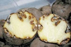 Меры борьбы с картофельной молью