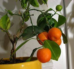 Как вырастить мандариновое дерево из косточки дома