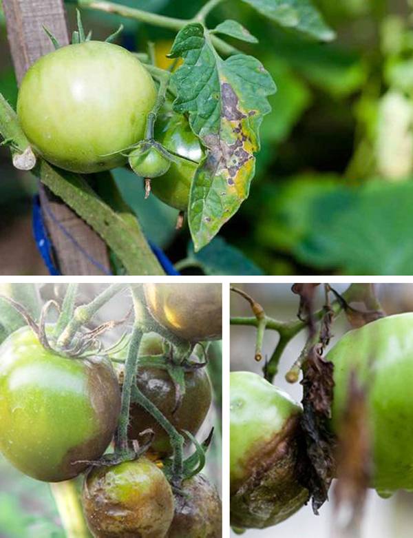 Когда и чем подкормить рассаду помидоров: график, в какие сроки начинать удобрять томаты в теплице и что делать – схема работ, расписанная в таблице русский фермер