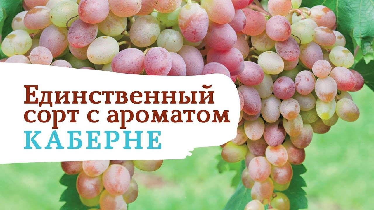 Виноград ягуар: описание и характеристика сорта, особенности посадки и ухода за виноградом, фото, видео