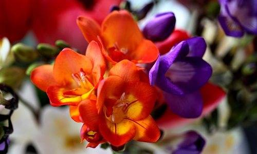 Цветок фрезия: фото, посадка и уход в домашних условиях