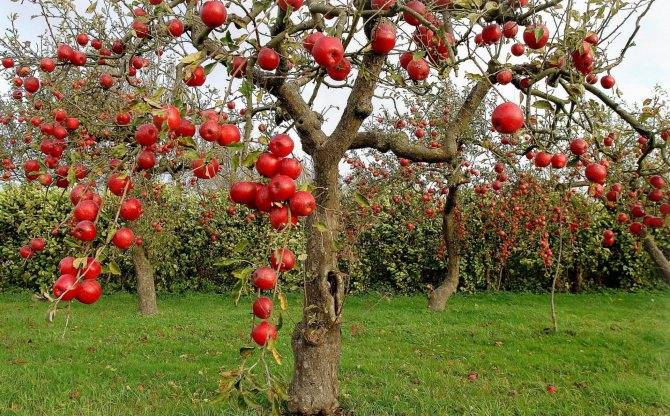 Подвои для плодовых деревьев, выращивание и размножение