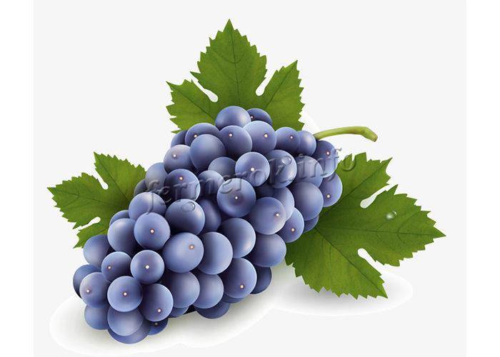 Виноград «изабелла»: описание сорта, польза и вред, фото, отзывы