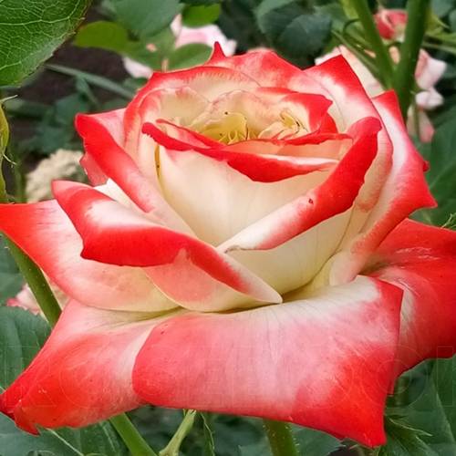 Роза императрица фарах: фото и описание сорта, отзывы