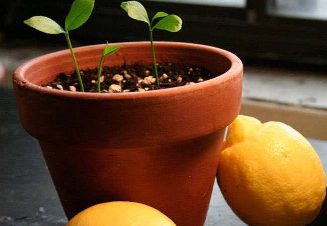 Лимон из косточки в домашних условиях - как вырастить правильно? 110 фото и видео мастер-класс
