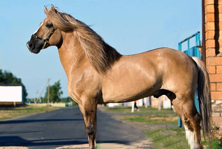 Вороная масть лошади: породы, фото и видео, описание, характеристика