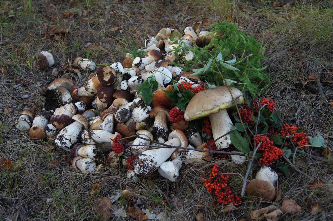 Грибы приморского края 2021: когда и где собирать, сезоны и грибные места