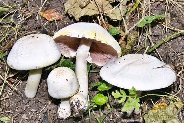 Опасный желтокожий гриб из рода шампиньонов