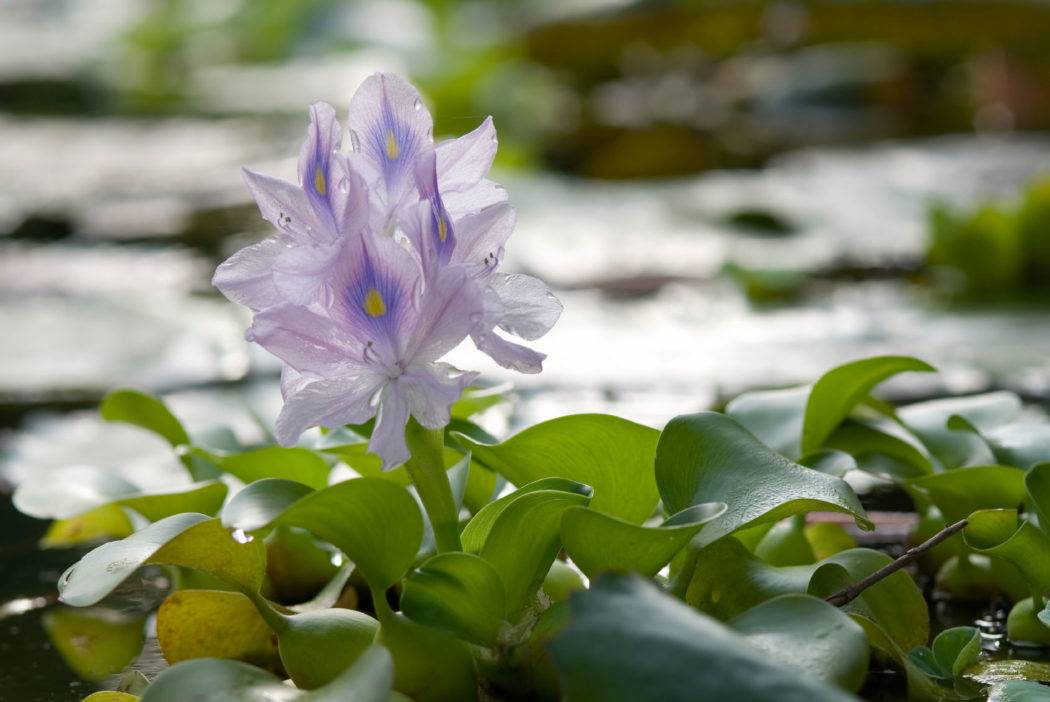 Эйхорния или водный гиацинт: полезность и условия выращивания