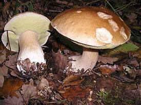 Съедобные грибы сыроежки: полезные свойства | food and health