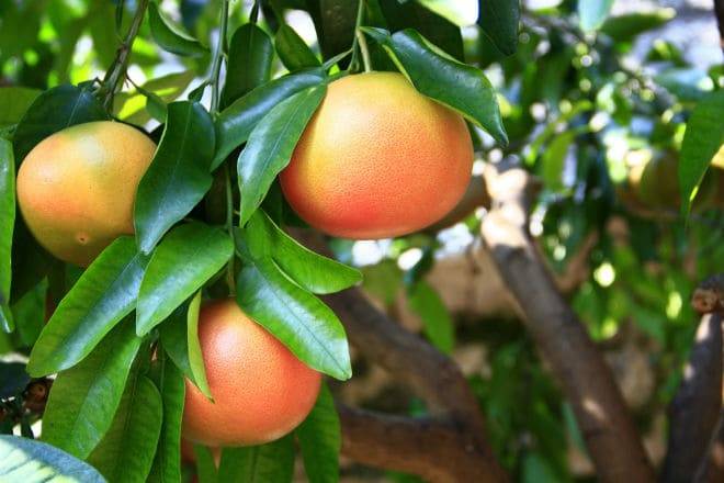 Грейпфрут: гибрид каких фруктов, полезные свойства и противопоказания, польза и вред для здоровья женщин, как выбрать