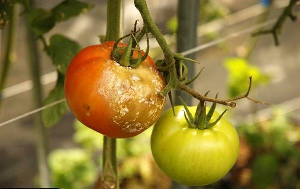 Чем обработать помидоры от фитофторы в теплице: как и какими препаратами и народными средствами можно бороться с заболеванием томатов, фото пораженных растений