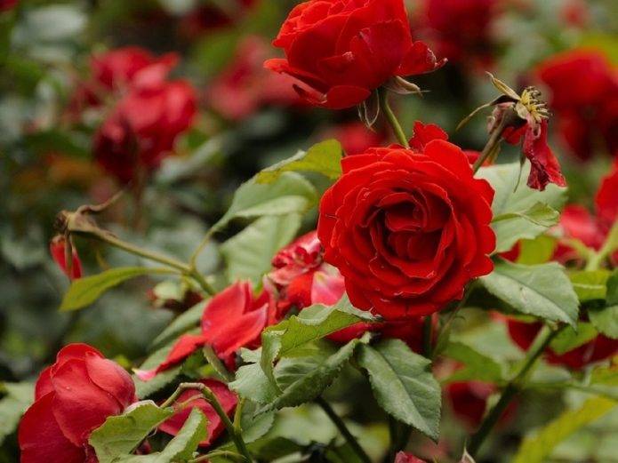 Чем подкормить розы весной после зимы для роста и пышного цветения в саду
