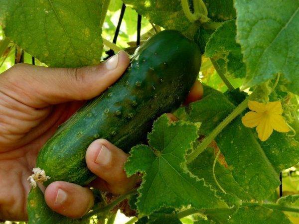 Подкормка куриным пометом овощей: рецепты, нормы