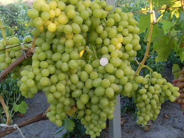 Виноград галия: описание сорта, фото, отзывы