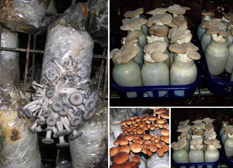 Выращивание белых грибов в домашних условиях как бизнес (+18 фото)