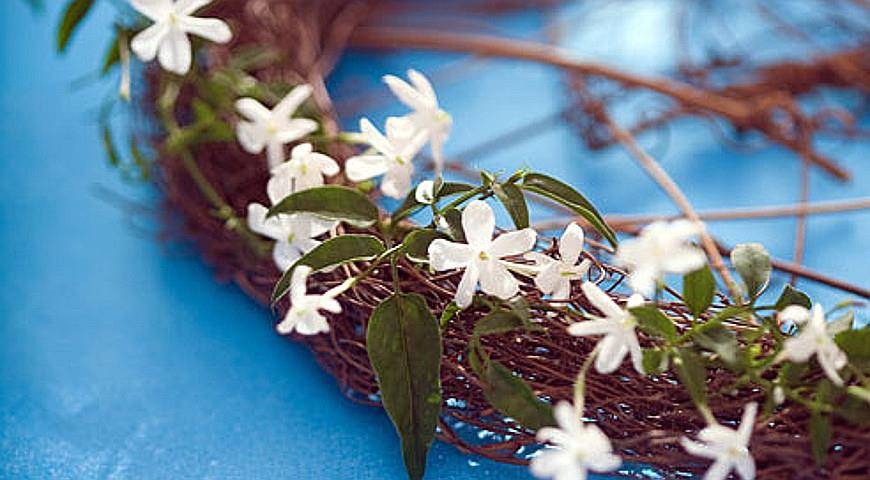 Как размножить жасмин садовый весной и летом