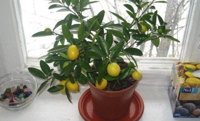 Размножение лимона черенками в домашних условиях: как сажать, укоренить